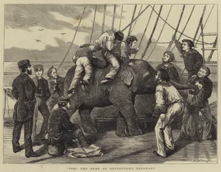 Tom, der Elefant des Herzogs von Edinburgh